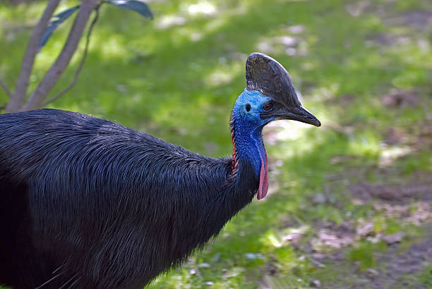 kazuar - beak bird blue cassowary zdjęcia i obrazy z banku zdjęć