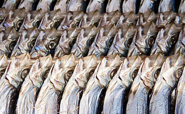 Dried Japanese Shishamo Smelt fish strung in lines. stock photo