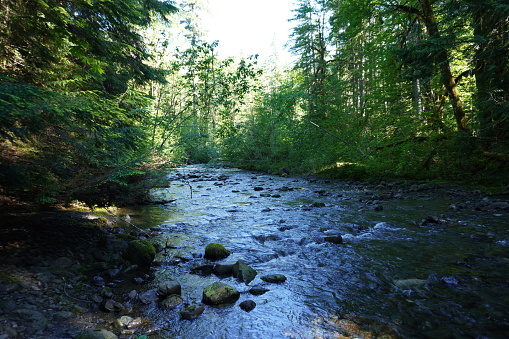 Oregon stream