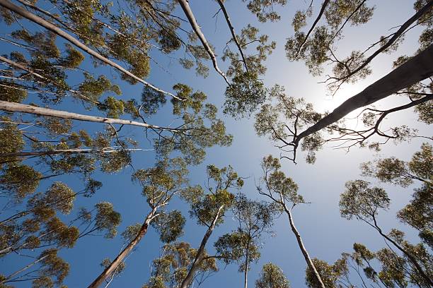 Gum Trees looking up stock photo