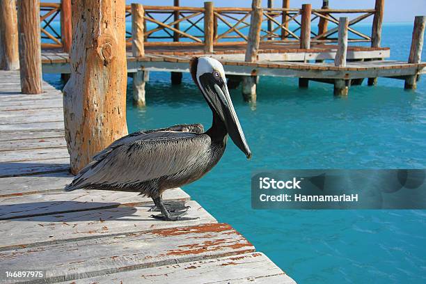 Pelican Stockfoto und mehr Bilder von Anlegestelle - Anlegestelle, Bauwerk, Blau