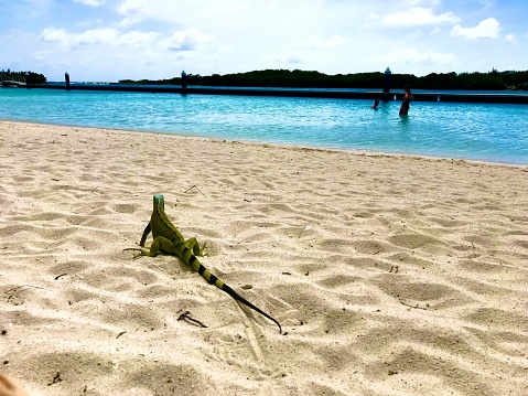 Iguana at the beach