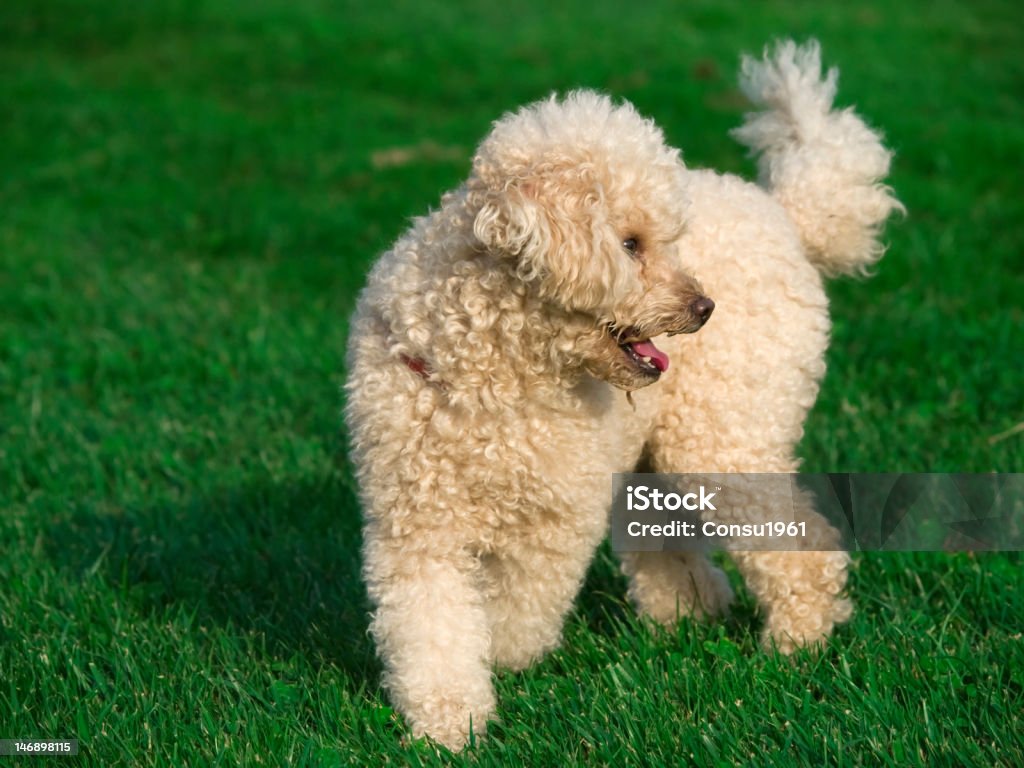 perro - Foto de stock de Cachorro - Perro libre de derechos