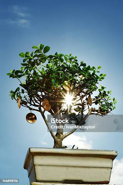 Investment Growth Stock Photo - Download Image Now - Banking, Bonsai Tree, Branch - Plant Part