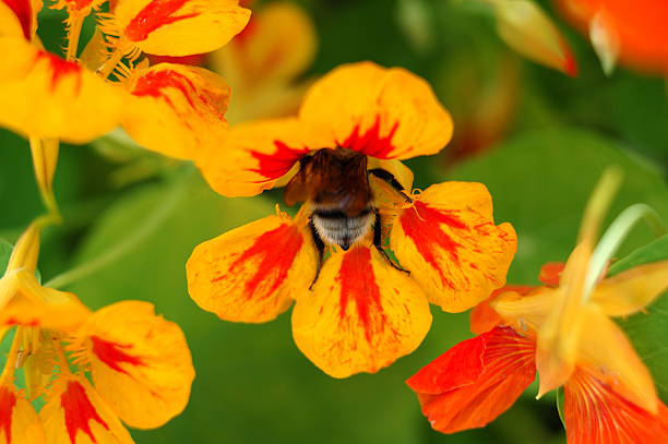 Bright yellow (orange) garden flower and  bumblebee. stock photo