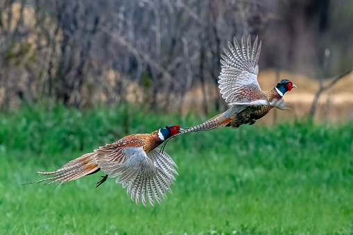 Two Ring necked Pheasants in a fight resulting in a chase in flight in Montana in western USA of North America.