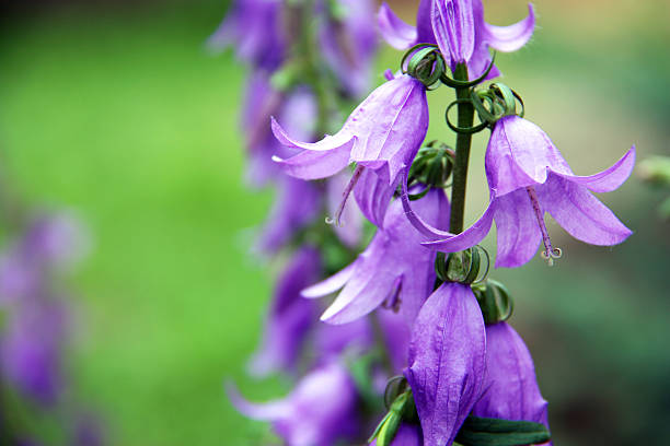 fioletowe bellflower - campanula bluebell natures houseplant zdjęcia i obrazy z banku zdjęć