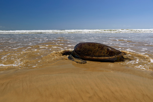 Carcass of a green sea turtle on a beach on the coast of Alagoas on the northeast coast of Brazi