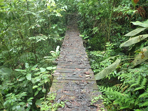 Bridge in the Maderas Rainforest - Costa Rica