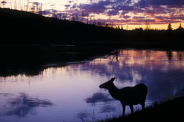 istock Cow Elk Silhoette on Madison River 146898539