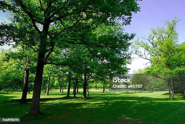 Lawn - Fotografias de stock e mais imagens de Ajardinado - Ajardinado, Ao Ar Livre, Beleza natural