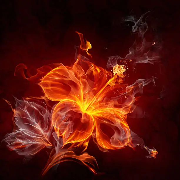Photo of Fire flower