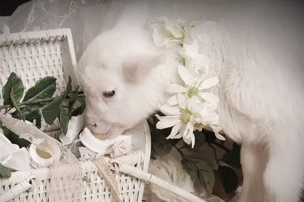 2 week old lamb with daisy collar trying to drink a bottle out of a basket!