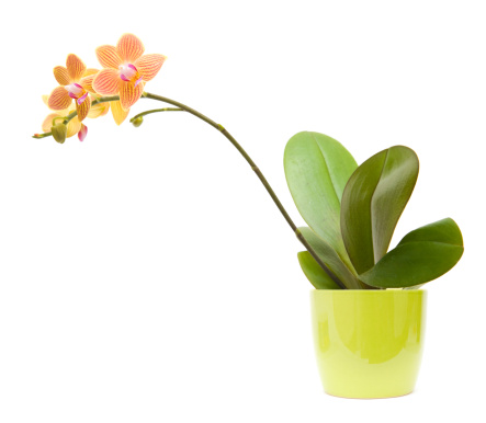 orange, yellow and pink stripy phalaenopsis orchid in bright green pot, isolated on white