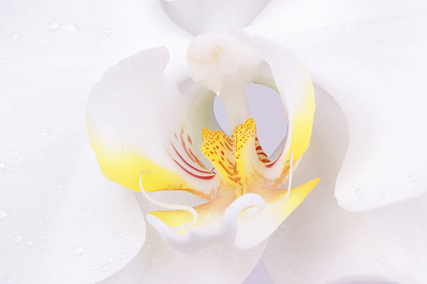 istock Macro shot of a Phalenopsys flower 146899140