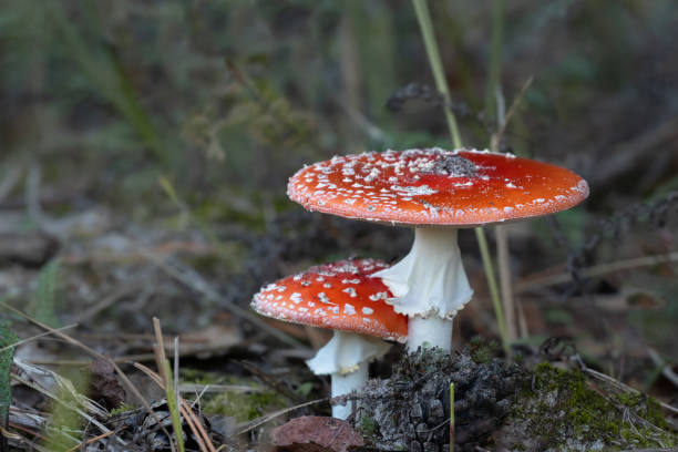 istock Two fly agarics grow in dry grass.Autumn forest,moss,cones mushrooms.Fly agarics close-up,toxic mushrooms. 1468991798