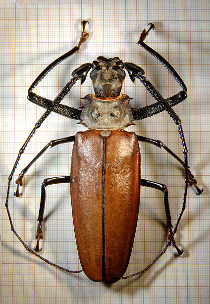 Beetle stock photo