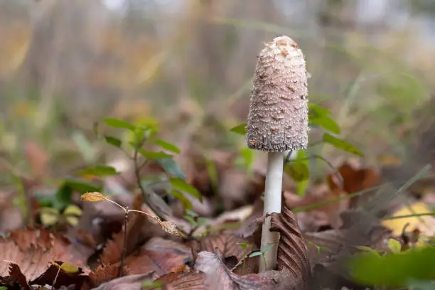 Autumn forest,mushroom of white color on a hign stalk in dry leaves.Wallpaper close-up.