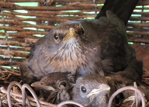 Mother blackbird with her young ones in their nest