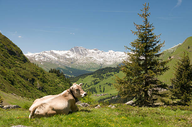 istock cow in alpine landscape 146899207