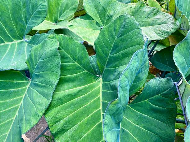 istock Green Tropical Taro Leaves 1468995046