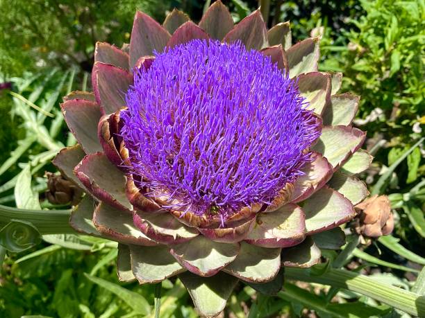 Purple Artichoke Plant Flower