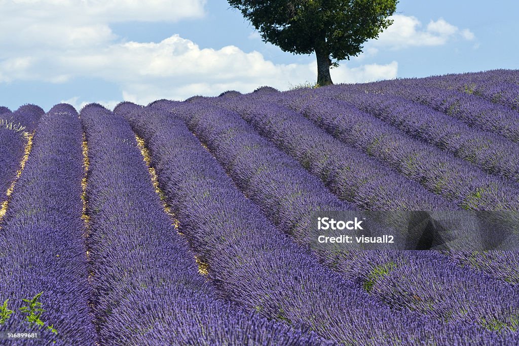 Campos de lavanda y árbol. Provenza. Francia - Foto de stock de Agricultura libre de derechos