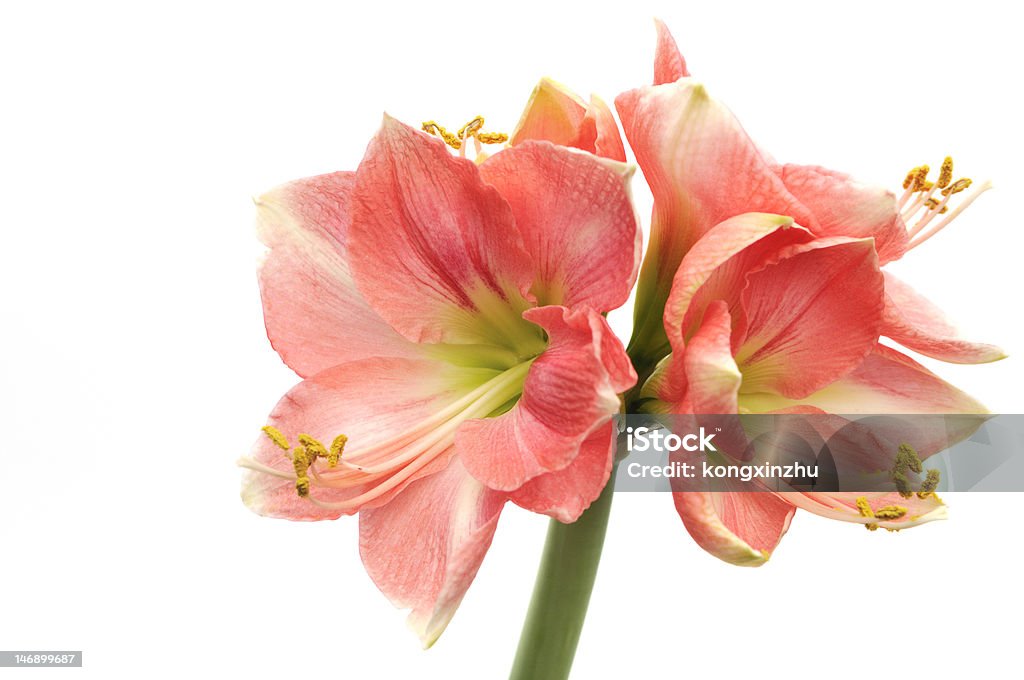 Rosa Amaryllis Novella su bianco - Foto stock royalty-free di Amaryllis