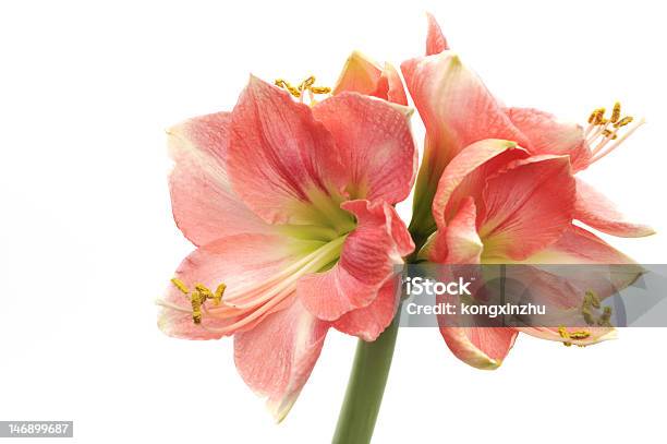 Rosa Amaryllis Novella Su Bianco - Fotografie stock e altre immagini di Amaryllis - Amaryllis, Bellezza naturale, Bianco