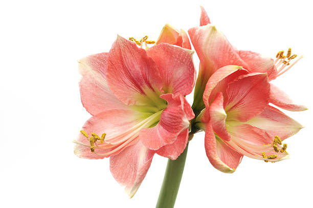 istock Pink Amaryllis Novella on white 146899687