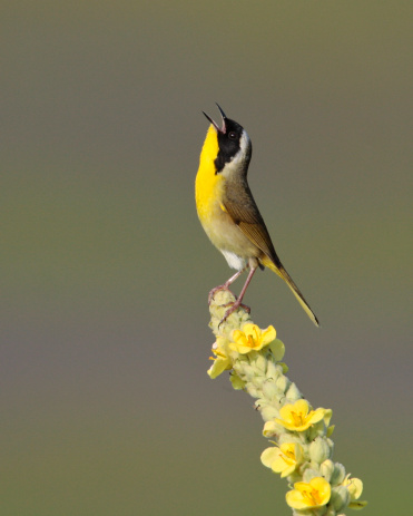 Common Yellowthroat, male, singing while perched on a yellow flower