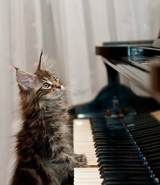istock Cat looking up with its paw on a piano 146899887