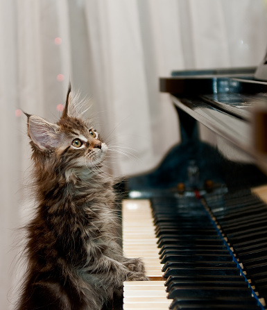 maine coon kitten little pianist