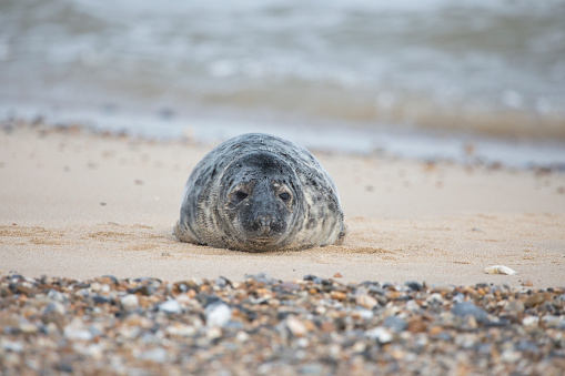 Grey Seal Halichoerus grypus on a beach at Horsey Gap, Norfolk, England, United Kingdom