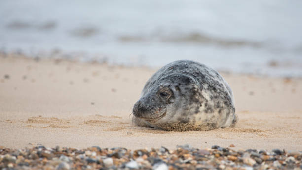 istock Grey Seal at Hosey Gap, Norfolk 1468999412