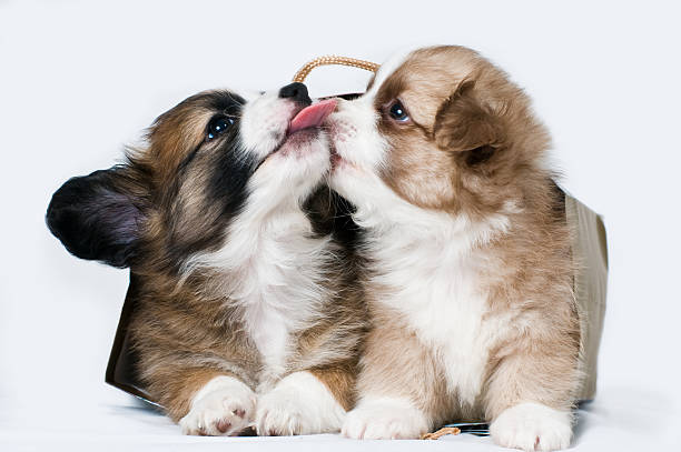 Two puppies stock photo
