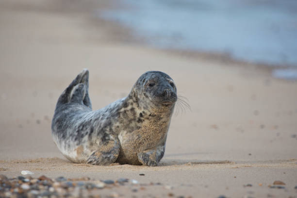 Grey Seal Halichoerus grypus on a beach at Horsey Gap, Norfolk, England, United Kingdom
