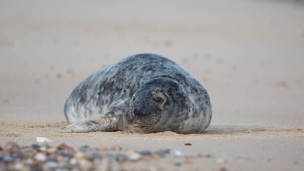istock Grey Seal at Hosey Gap, Norfolk 1469000225