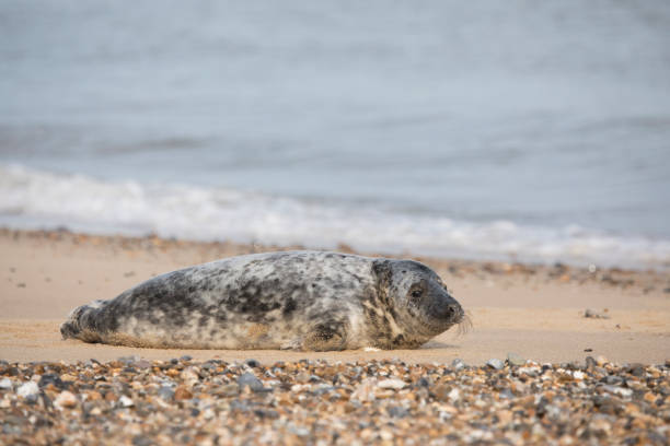 istock Grey Seal at Hosey Gap, Norfolk 1469000284