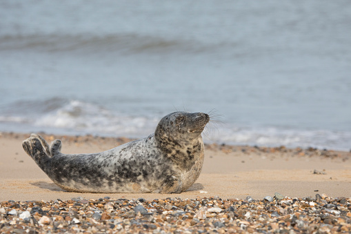 Grey Seal Halichoerus grypus on a beach at Horsey Gap, Norfolk, England, United Kingdom