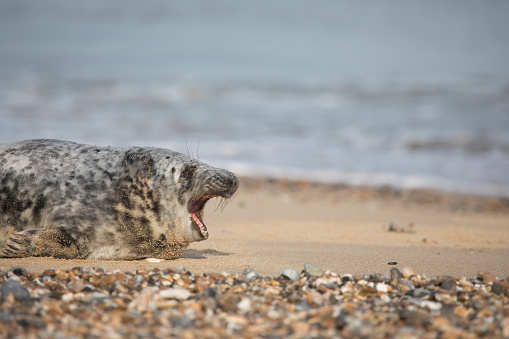 Grey Seal Halichoerus grypus on a beach at Horsey Gap, Norfolk, England, United Kingdom