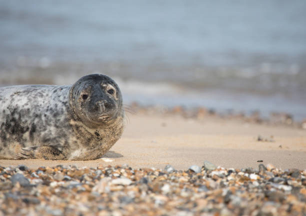 istock Grey Seal at Hosey Gap, Norfolk 1469000506