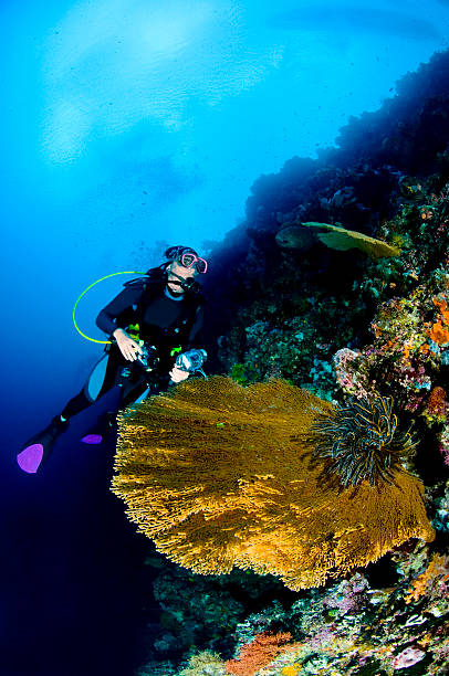 다이버 카메라 따라 리프, 바닷속이 사진작가, lembeh, 아시아 - school of fish flash 뉴스 사진 이미지