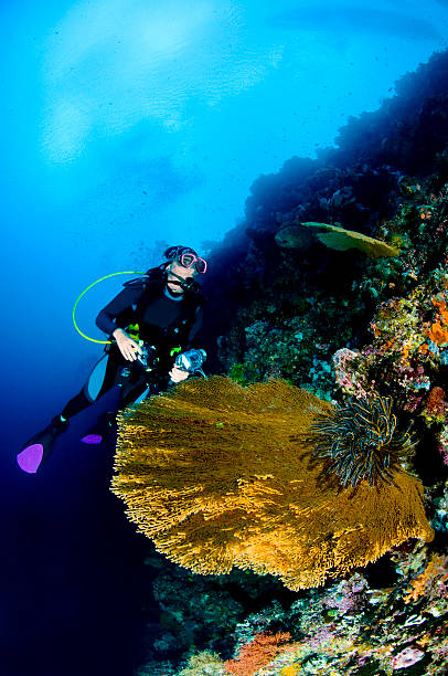 diver с камеры на риф, подводный фотограф, lembeh, азия - school of fish flash стоковые фото и изображения