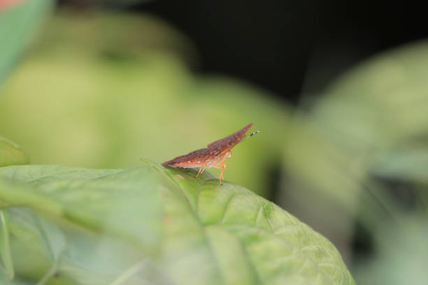 istock a Moth insect, the nature concept image 1469001735