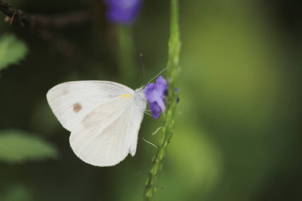 istock a butterfly insect, the nature concept image 1469001749