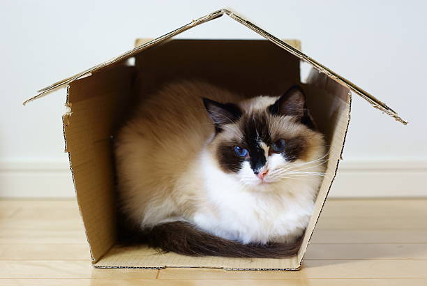 Blue image with cat silhouette and pink lines on the top