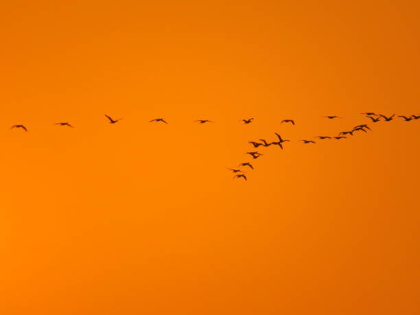 istock a Sunset, Flying bird in a row the sunrise 1469002391