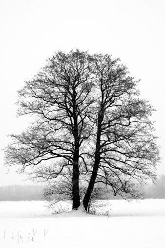 A lone tree stands in a field of fresh snow.