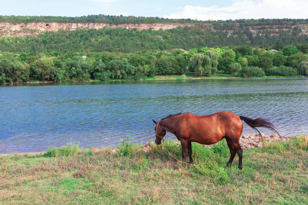 istock Brown horse grazing at river shore 1469005696